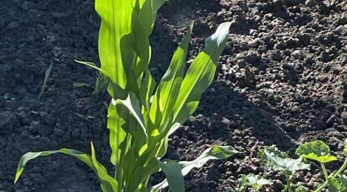 Avertizați să nu mai folosească apa potabilă pentru udatul grădinilor