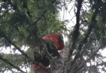 Rânca: Brad lovit de fulger, incendiu stins de salvatorii montani