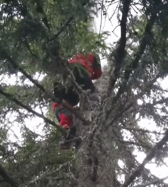 Rânca: Brad lovit de fulger, incendiu stins de salvatorii montani