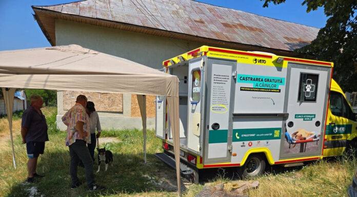 CJ Gorj organizează o campanie de sterilizare gratuită a câinilor în comuna Dănciulești