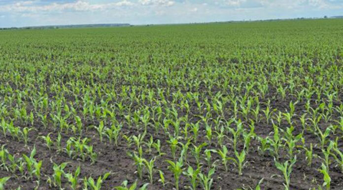 Agricultura pe înțelesul tuturor – Este vară secetoasă