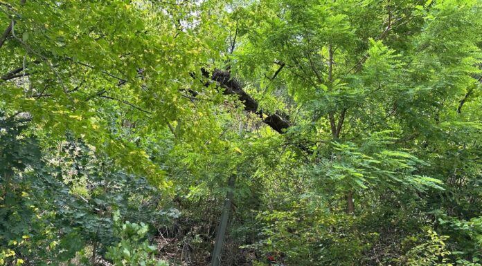 Defileul Jiului: Lucrări de întreținere a plaselor de protecție