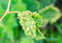 Agricultura pe înțelesul tuturor – Dăunătorii viţei-de-vie – (2)