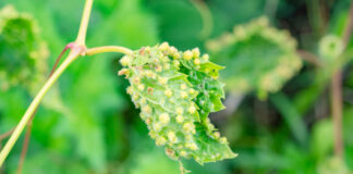 Agricultura pe înțelesul tuturor – Dăunătorii viţei-de-vie – (2)