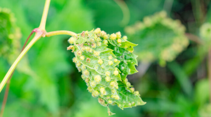 Agricultura pe înțelesul tuturor – Dăunătorii viţei-de-vie – (2)