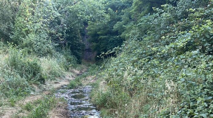 Firmă din Bumbești Jiu, amendată cu 60.000 de lei