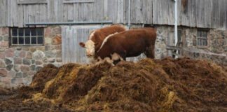 Agricultura pe înțelesul tuturor – Gunoiul de grajd – o comoară a fermierilor