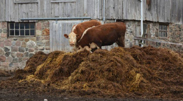 Agricultura pe înțelesul tuturor – Gunoiul de grajd – o comoară a fermierilor