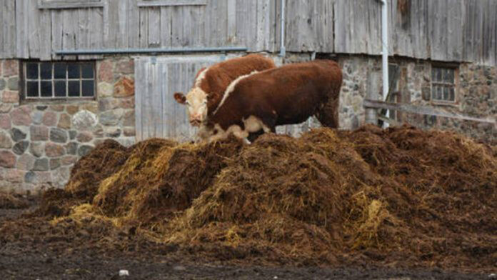 Agricultura pe înțelesul tuturor – Gunoiul de grajd – o comoară a fermierilor