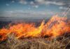 Incendiu de vegetație în apropierea spitalului de la Dobrița