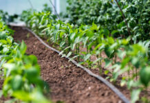 Agricultura pe înțelesul tuturor – Este vară secetoasă