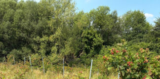 Dispar plantațiile de mure din cauza secetei!