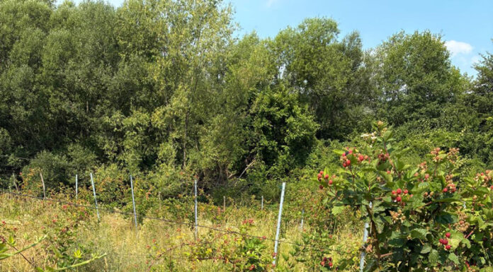 Dispar plantațiile de mure din cauza secetei!