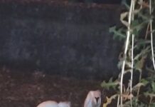 Doi pui de egretă, salvați de pe malul Jiului