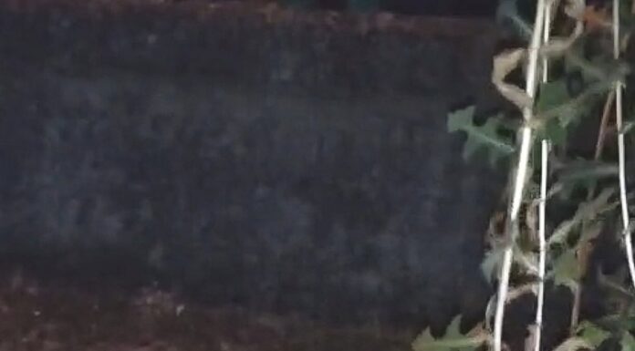 Doi pui de egretă, salvați de pe malul Jiului