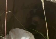 Cărbunești: Pui de câine, în pungă de plastic, într-o tubulatură