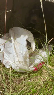 Cărbunești: Pui de câine, în pungă de plastic, într-o tubulatură