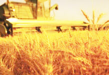 Agricultura pe înțelesul tuturor – Calendarul lucrărilor agricole în luna iulie