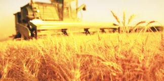 Agricultura pe înțelesul tuturor – Calendarul lucrărilor agricole în luna iulie