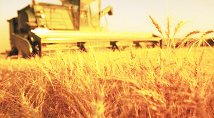 Agricultura pe înțelesul tuturor – Calendarul lucrărilor agricole în luna iulie