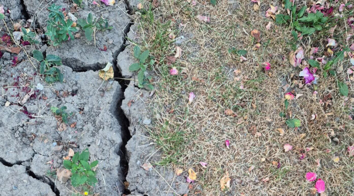 Seceta face ravagii în Gorj