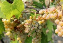 Agricultura pe înțelesul tuturor – Dăunătorii viţei-de-vie – (1)