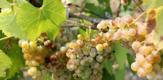 Agricultura pe înțelesul tuturor – Dăunătorii viţei-de-vie – (1)