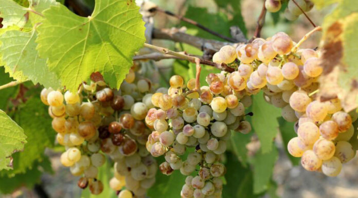 Agricultura pe înțelesul tuturor – Dăunătorii viţei-de-vie – (1)