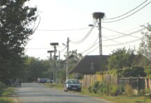 Peripluri gorjene – La fine de Gustar… – Povestea berzei roșii