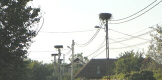 Peripluri gorjene – La fine de Gustar… – Povestea berzei roșii