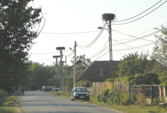 Peripluri gorjene – La fine de Gustar… – Povestea berzei roșii