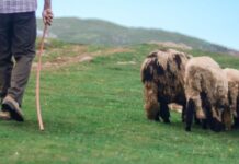 Reacția ciobanului trimis în judecată pentru tentativă de omor, după ce a aflat că rămâne în arest