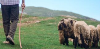 Reacția ciobanului trimis în judecată pentru tentativă de omor, după ce a aflat că rămâne în arest