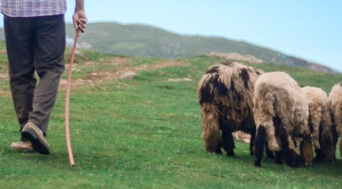 Reacția ciobanului trimis în judecată pentru tentativă de omor, după ce a aflat că rămâne în arest