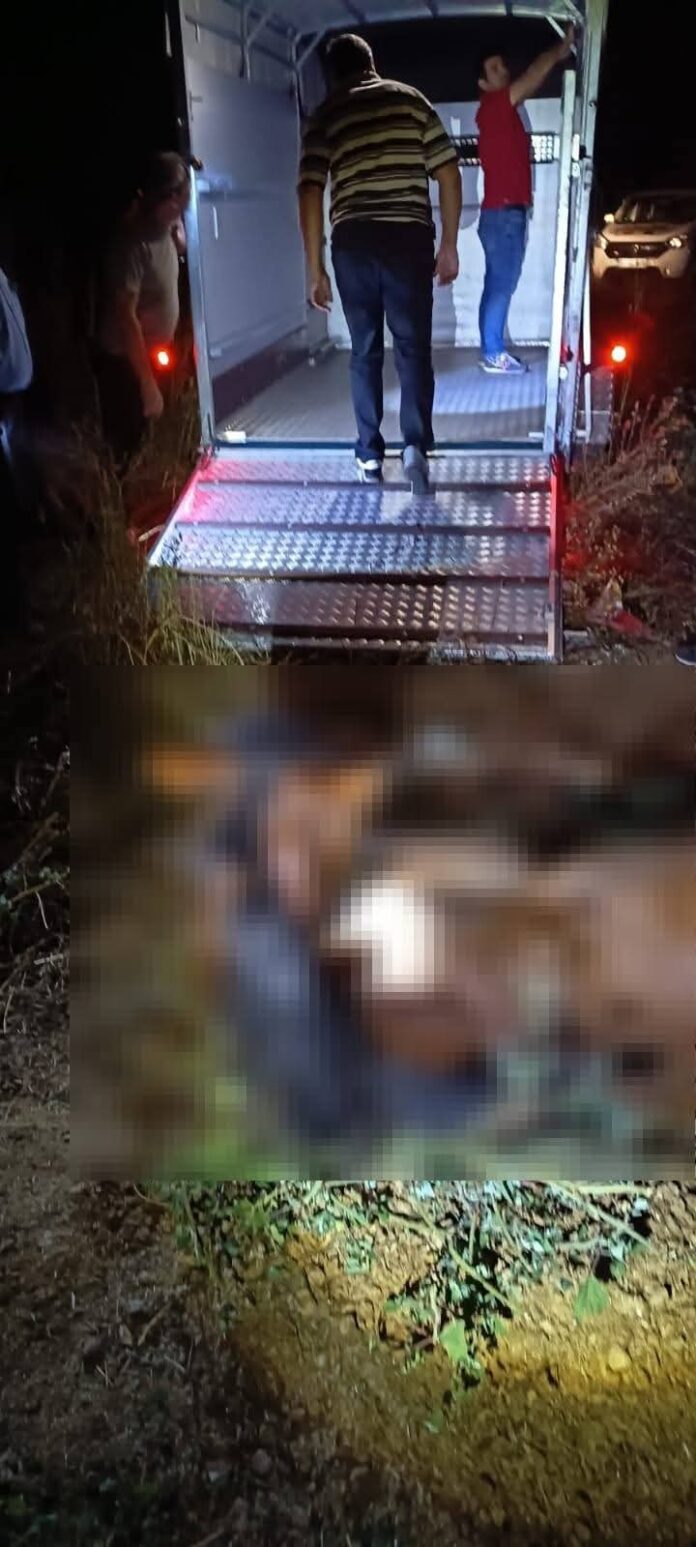 FOTO – Târgu Jiu: Cal salvat din lacul Panduraș