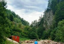 Amenzi de 20.000 lei pentru doi bărbați care transportau ilegal bușteni