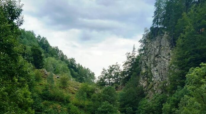 Amenzi de 20.000 lei pentru doi bărbați care transportau ilegal bușteni