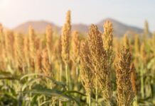 Agricultura pe înțelesul tuturor – MEIUL, regele cerealelor, marginalizat pe nedrept