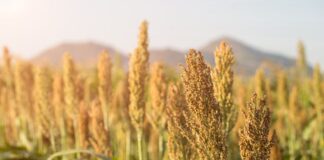 Agricultura pe înțelesul tuturor – MEIUL, regele cerealelor, marginalizat pe nedrept