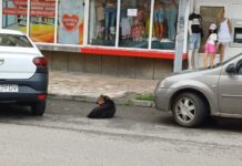 Mușcat de un rottweiler pierdut de stăpân!