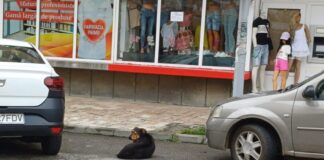 Mușcat de un rottweiler pierdut de stăpân!