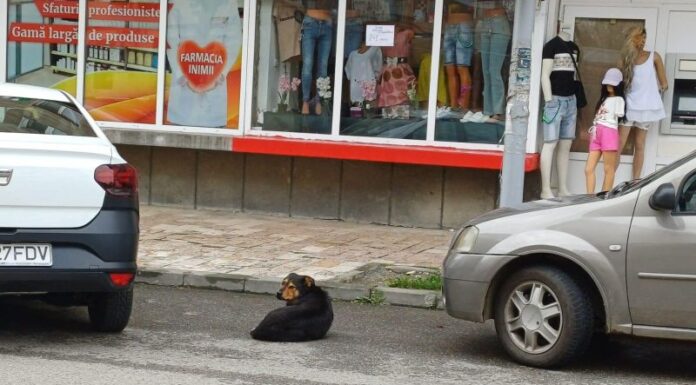 Mușcat de un rottweiler pierdut de stăpân!