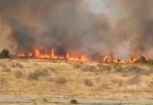 VIDEO: Incendiu de vegetație de amploare în zona Preajba