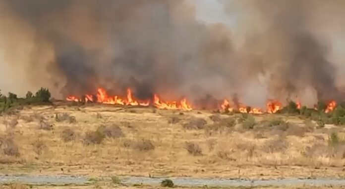 VIDEO: Incendiu de vegetație de amploare în zona Preajba