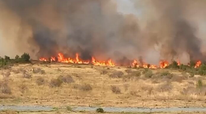 VIDEO: Incendiu de vegetație de amploare în zona Preajba