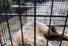 Câine lovit de mașină, salvat de Protecția Animalelor Gorj