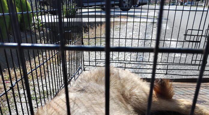 Câine lovit de mașină, salvat de Protecția Animalelor Gorj