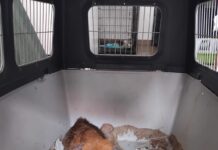 Câine lovit de mașină, salvat după un apel la 112