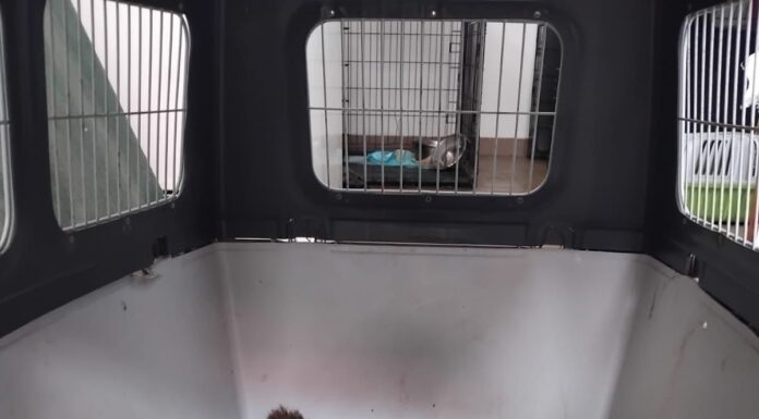 Câine lovit de mașină, salvat după un apel la 112