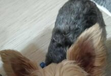 Salariați de la salubritate cercetați de poliție. Acuzați că au otrăvit câinii din Turceni!